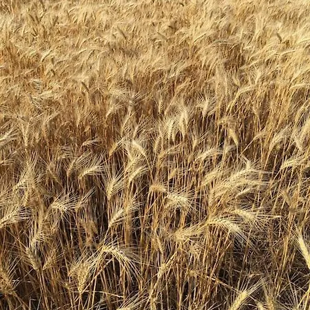 Stunning With Private Pool Kableshkovo (Burgas)